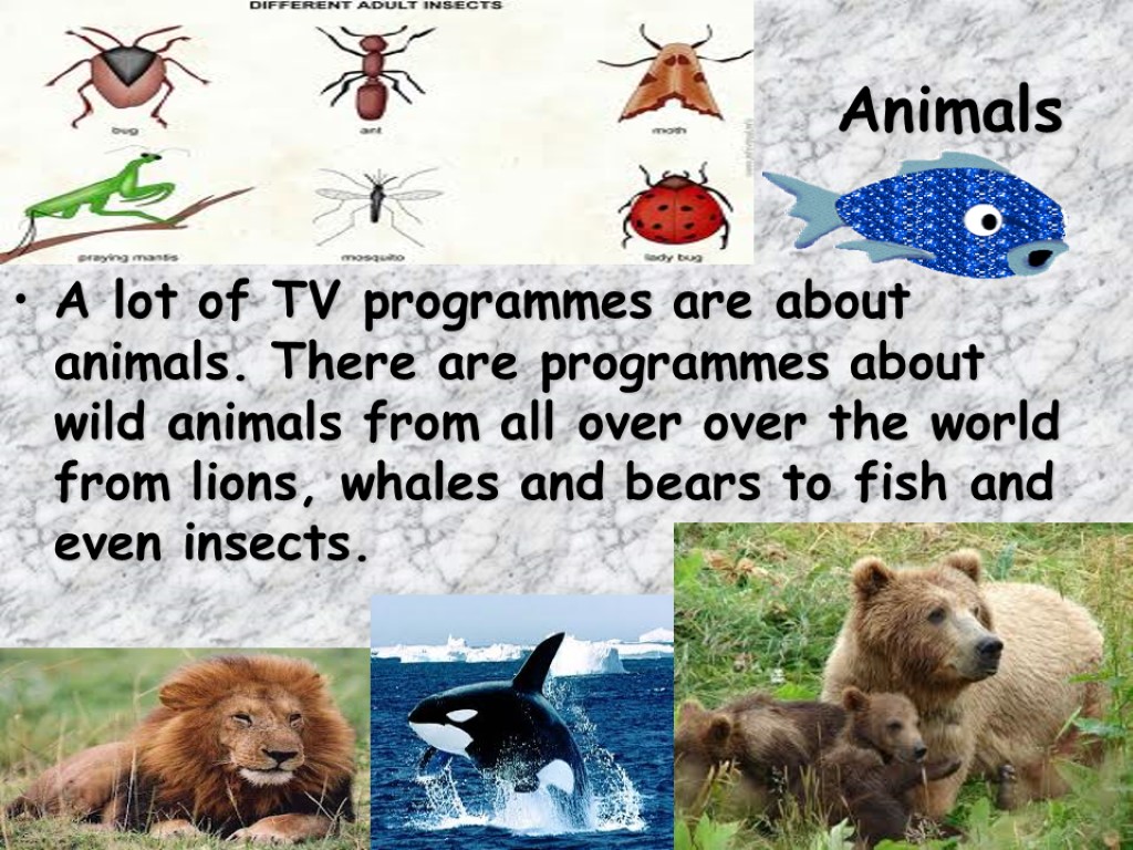 Animals A lot of TV programmes are about animals. There are programmes about wild